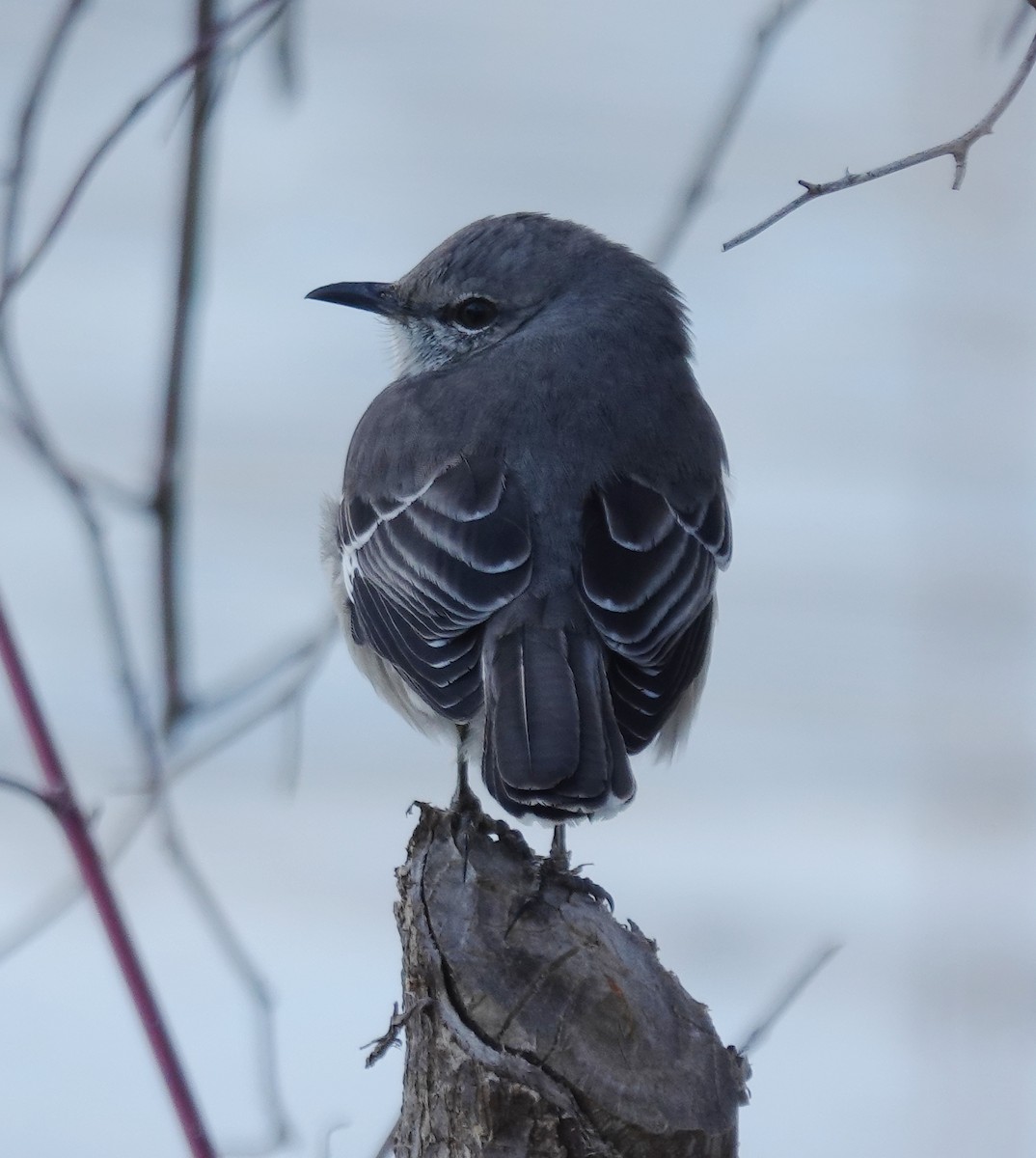 Sinsonte Norteño - ML650757383
