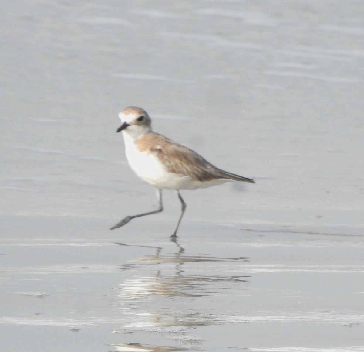 Tibet Cılıbıtı - ML650757414