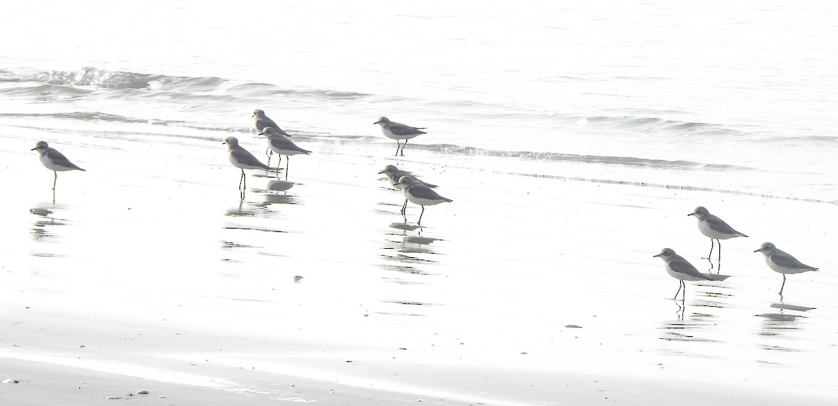 Tibet Cılıbıtı - ML650757415