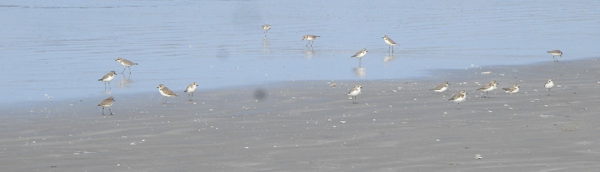 Tibet Cılıbıtı - ML650757416