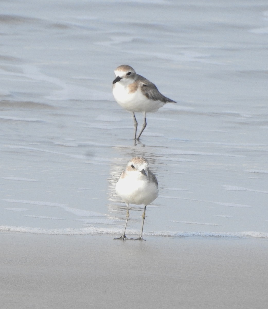 Tibet Cılıbıtı - ML650757417