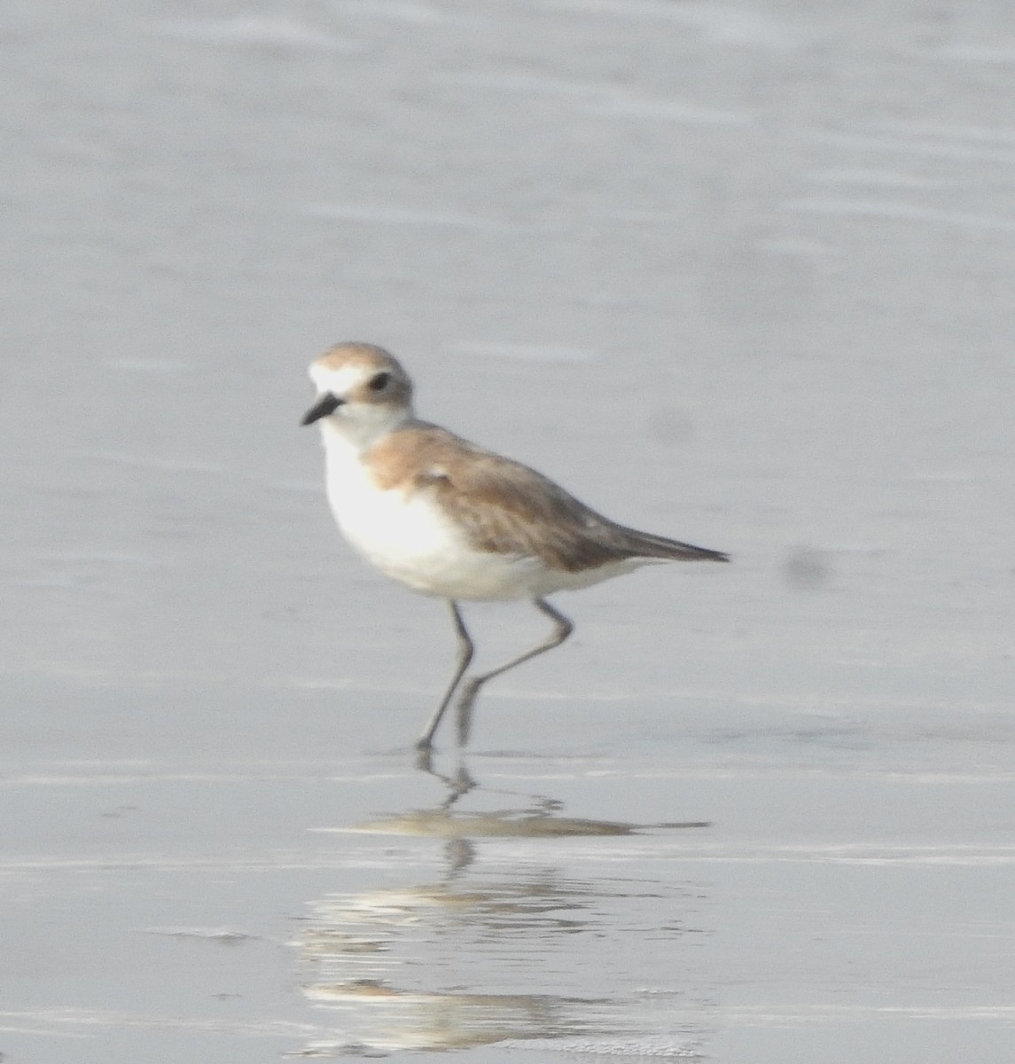 Tibet Cılıbıtı - ML650757418