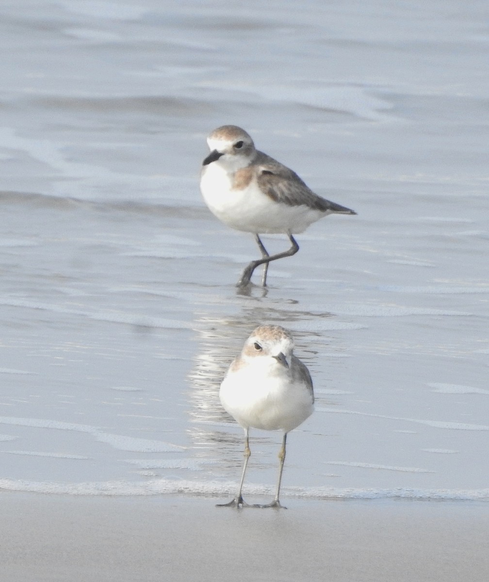 Tibet Cılıbıtı - ML650757419