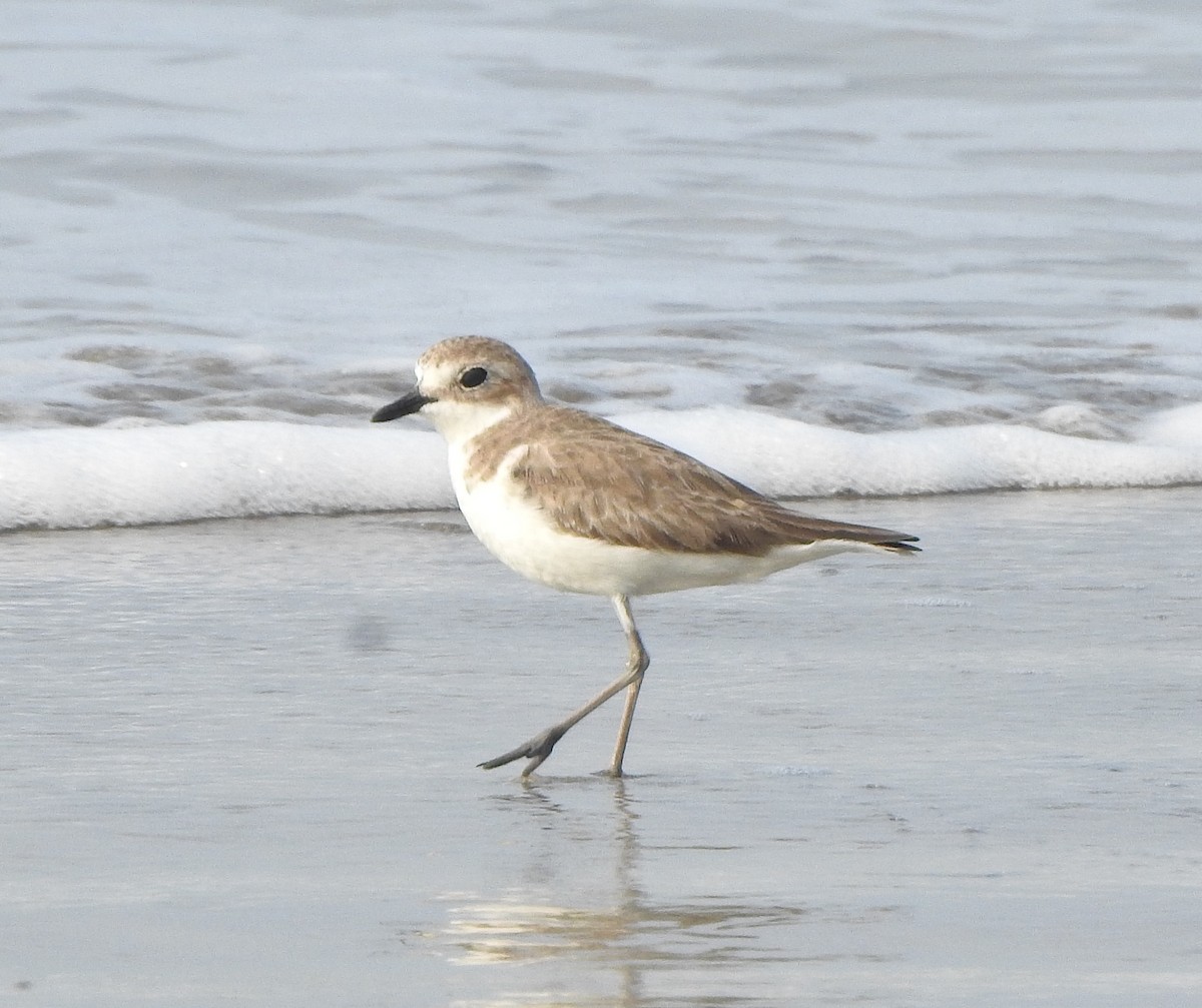 Tibet Cılıbıtı - ML650757420
