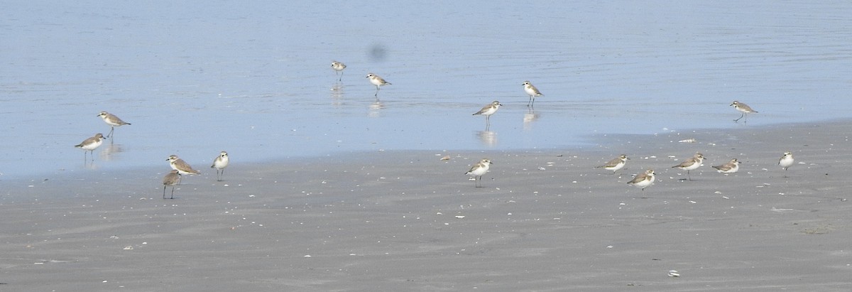 Tibet Cılıbıtı - ML650757421