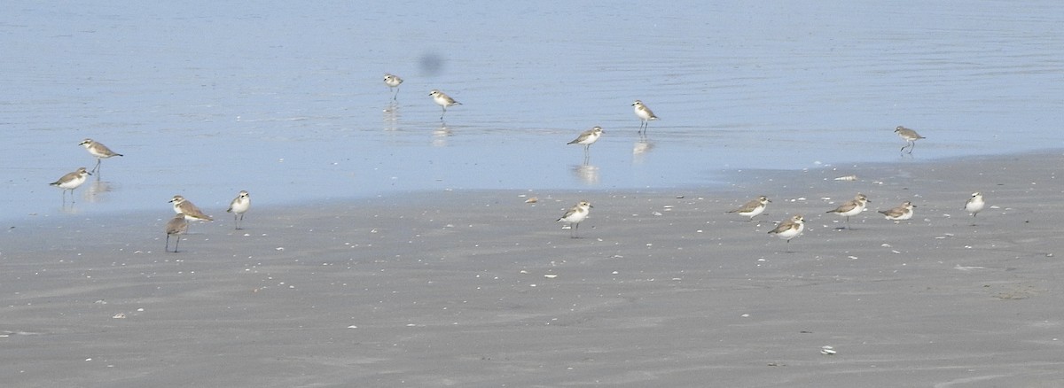 Tibet Cılıbıtı - ML650757422