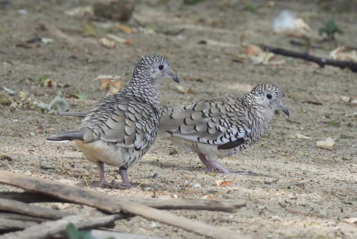 Scaled Dove - ML650757439