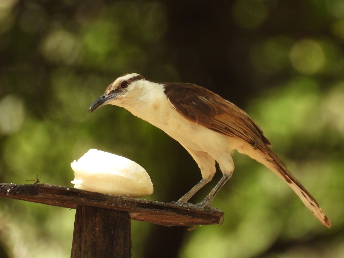 Bicolored Wren - ML650757488