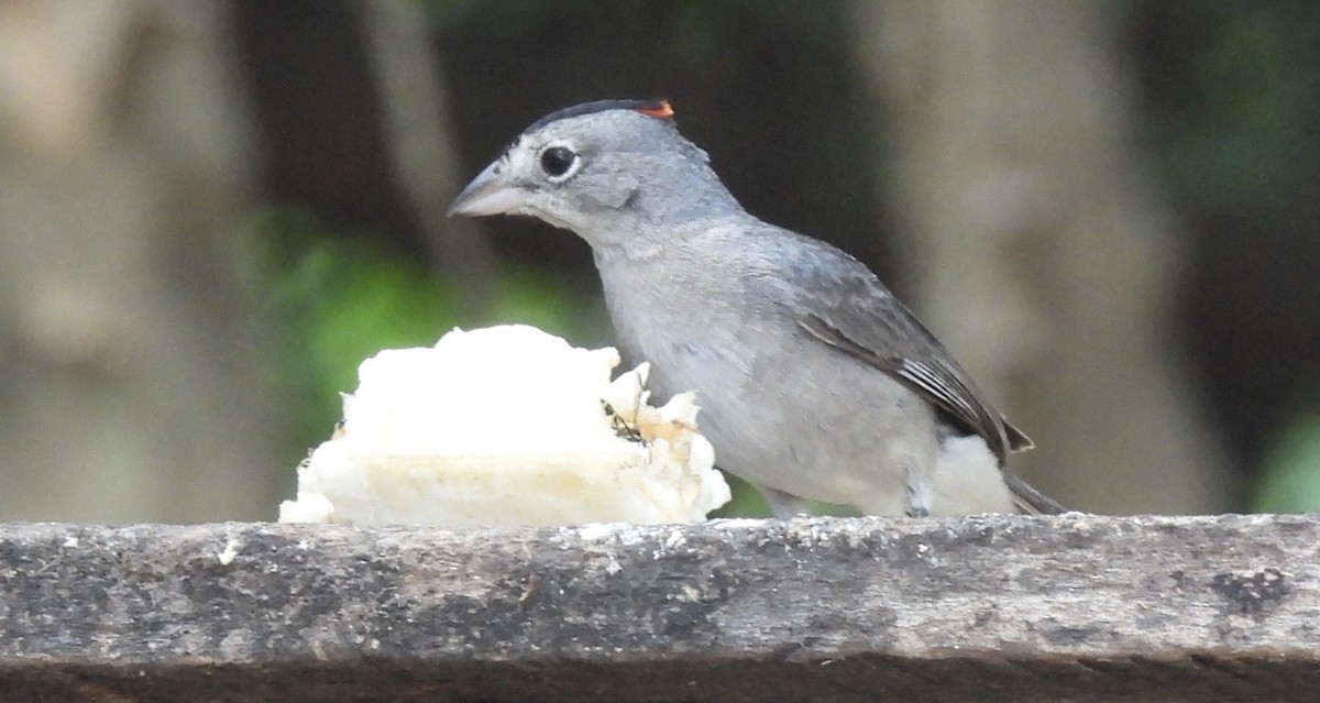 Pileated Finch - ML650757520