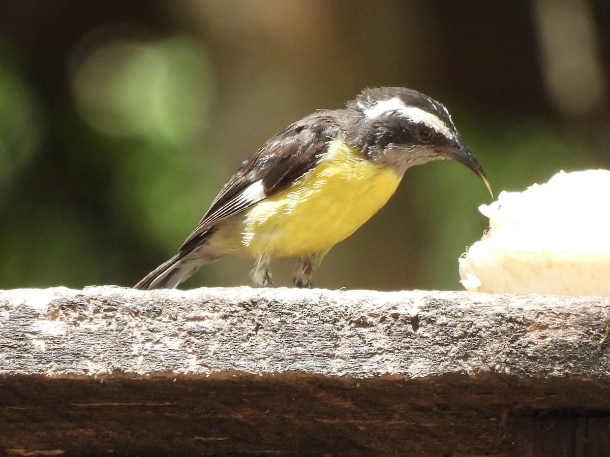 Bananaquit - ML650757569