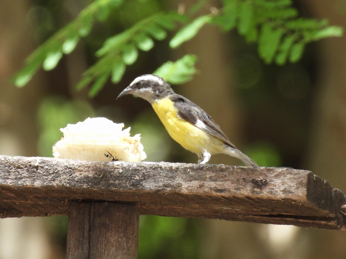 Bananaquit - ML650757570
