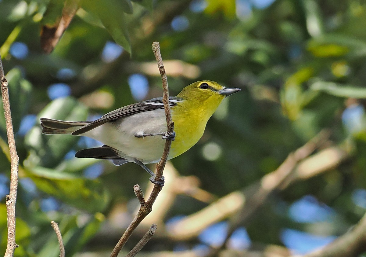 Yellow-throated Vireo - ML650757582