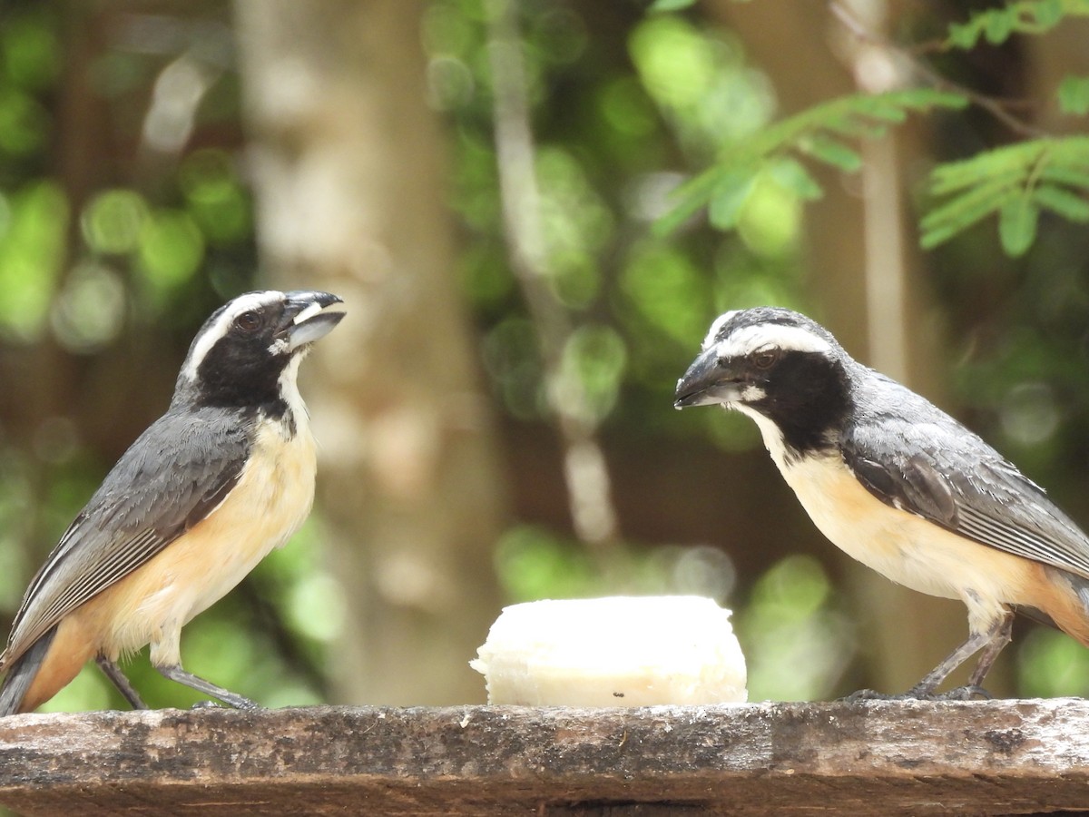 Orinocan Saltator - ML650757607