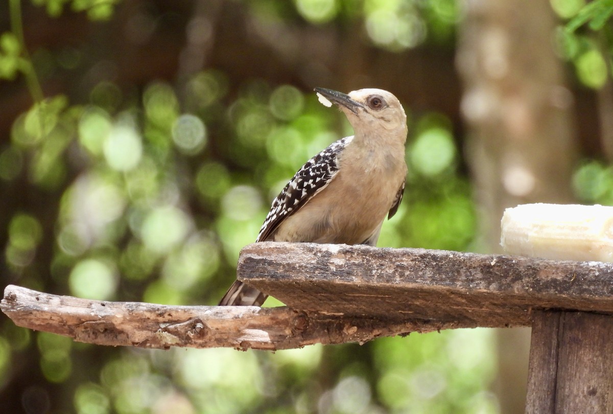 Red-crowned Woodpecker - ML650757654