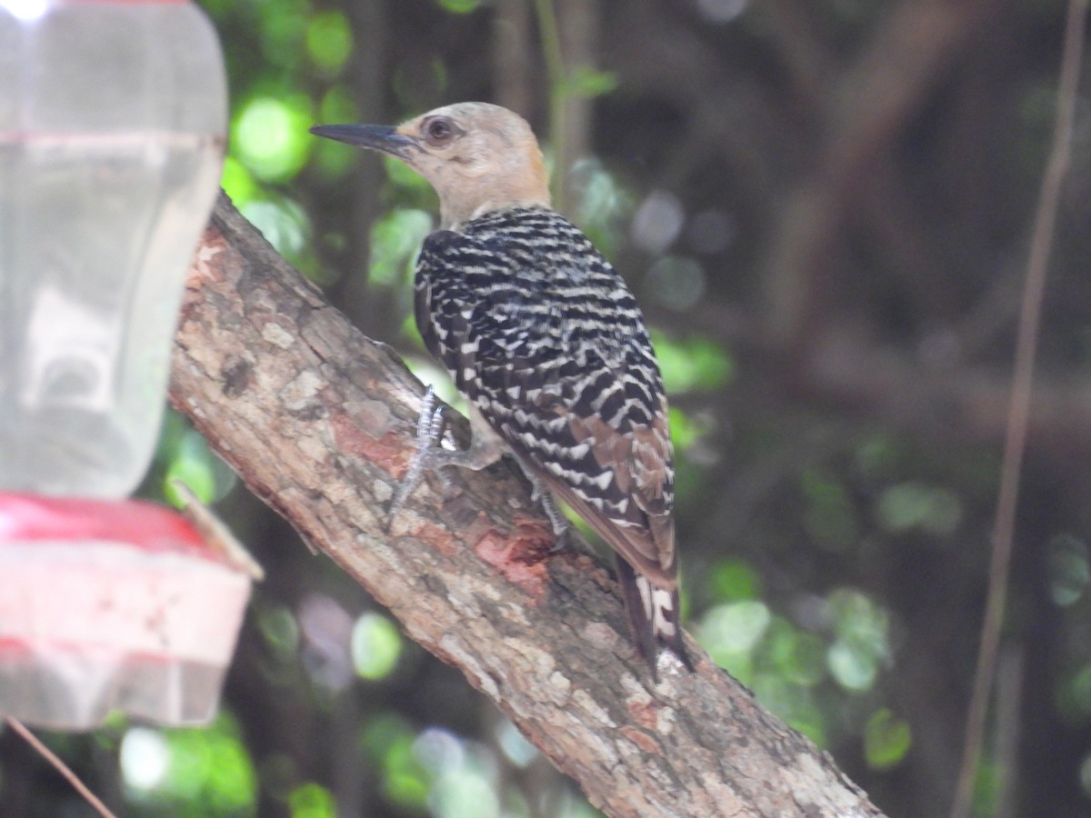 Red-crowned Woodpecker - ML650757656