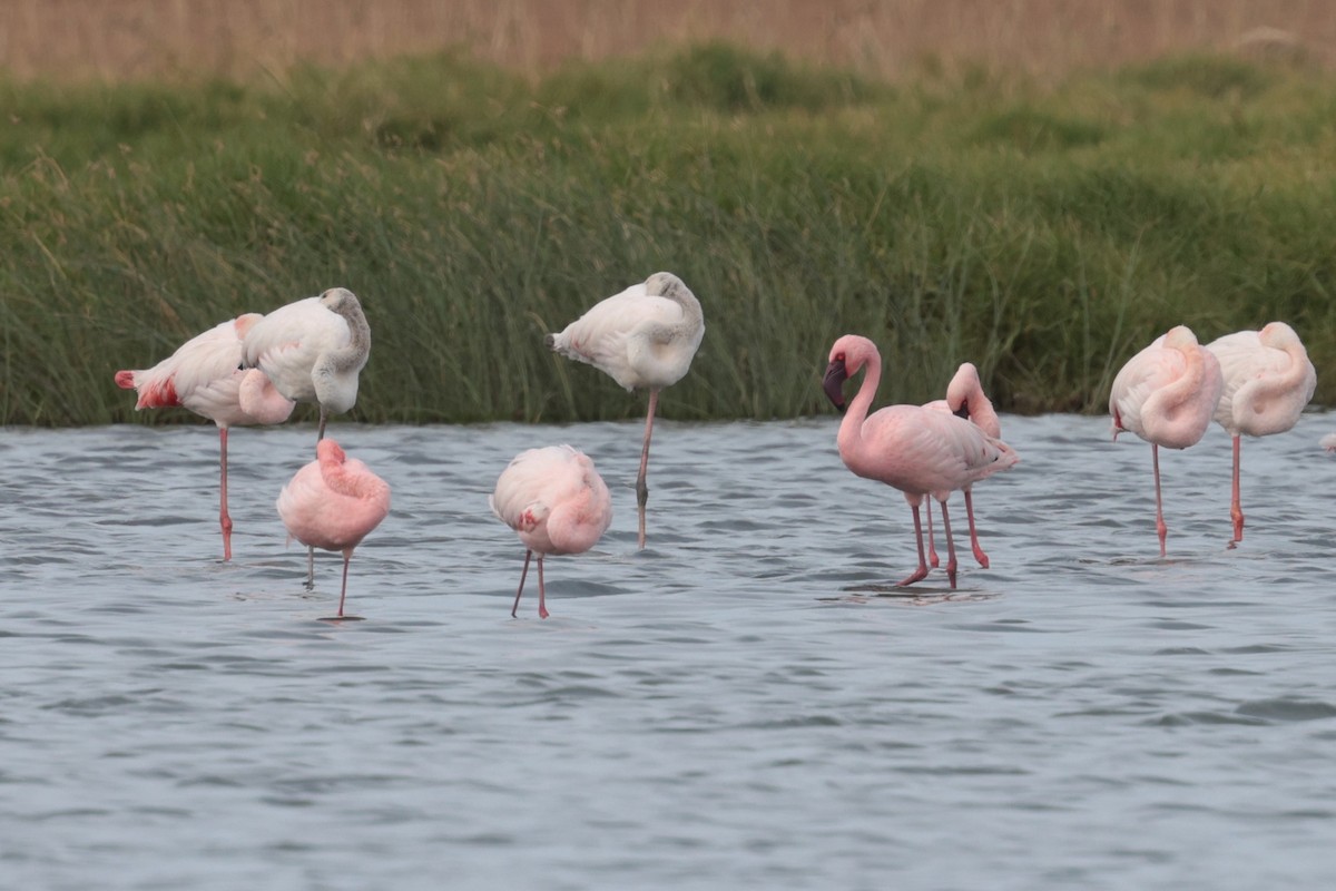 plameňák malý - ML650757676