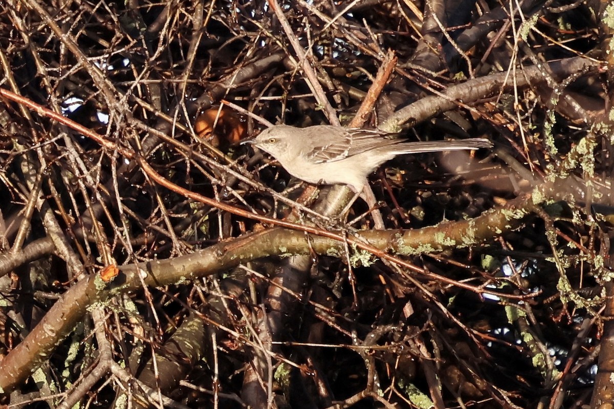 Sinsonte Norteño - ML650757793