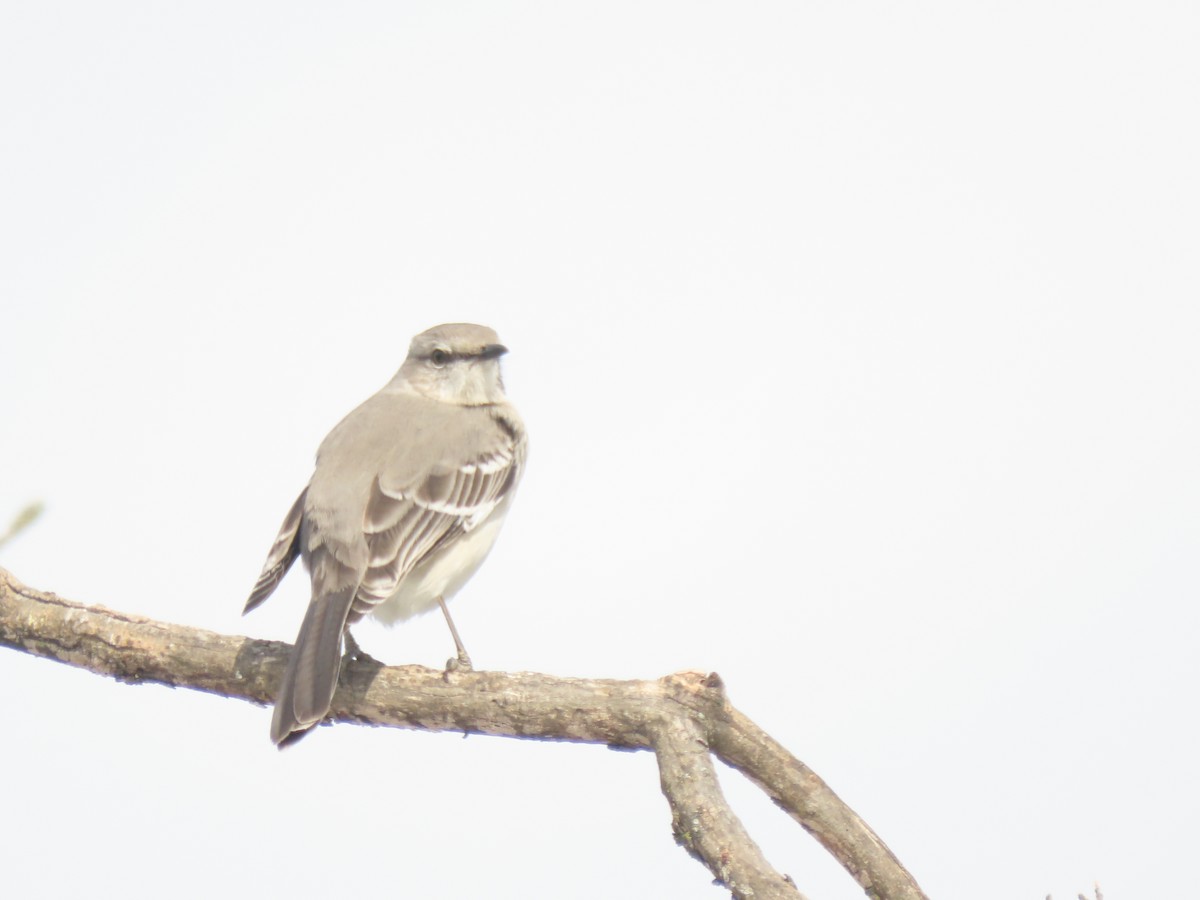 Sinsonte Norteño - ML650757856