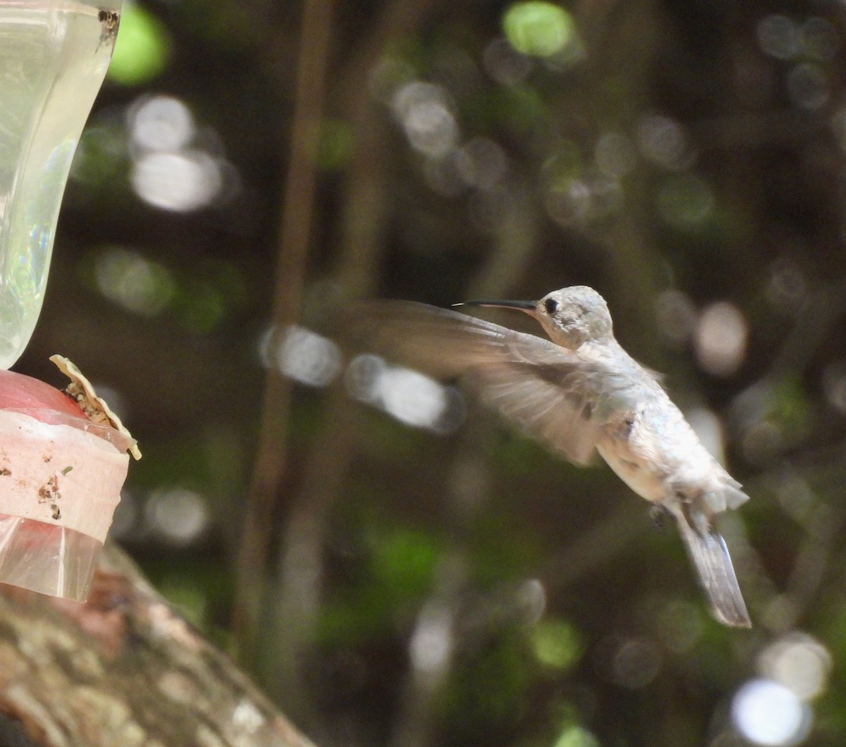 Buffy Hummingbird - ML650757871