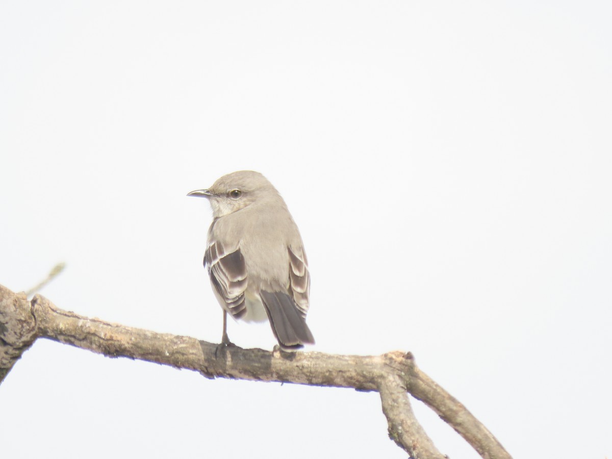 Sinsonte Norteño - ML650757896