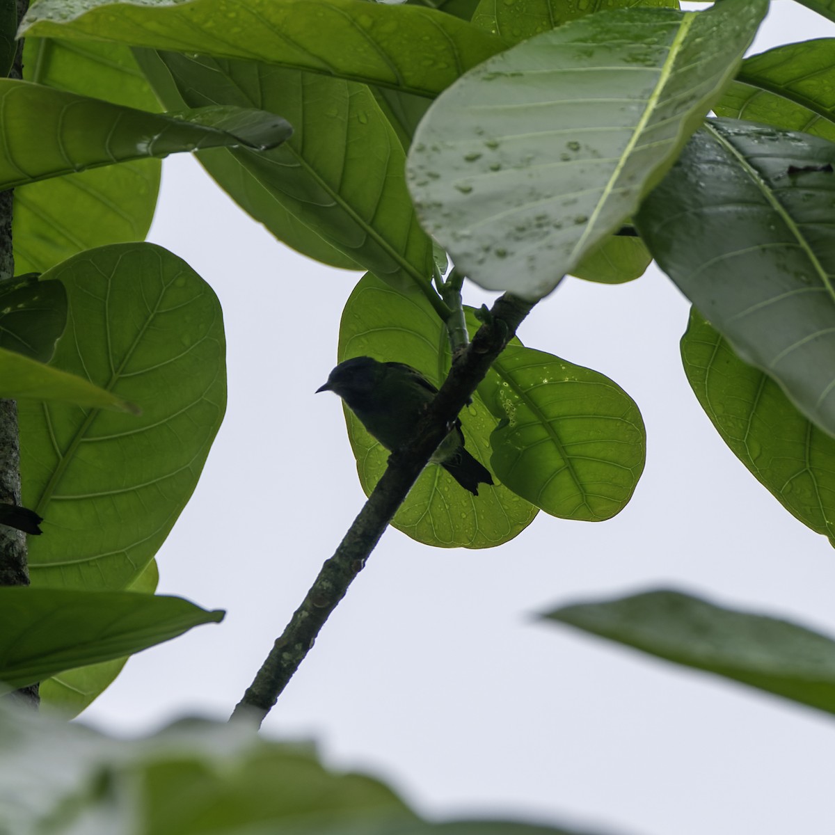 ヒワミツドリ - ML650757897