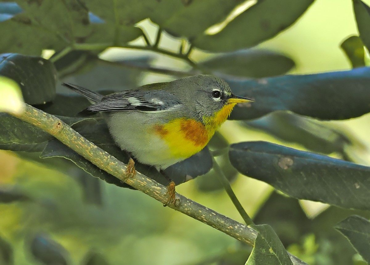 Northern Parula - ML650757908