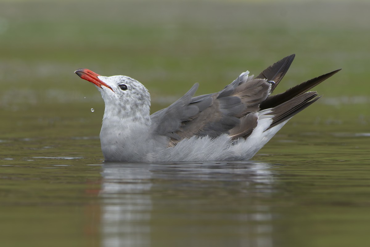 Heermann's Gull - ML650758026