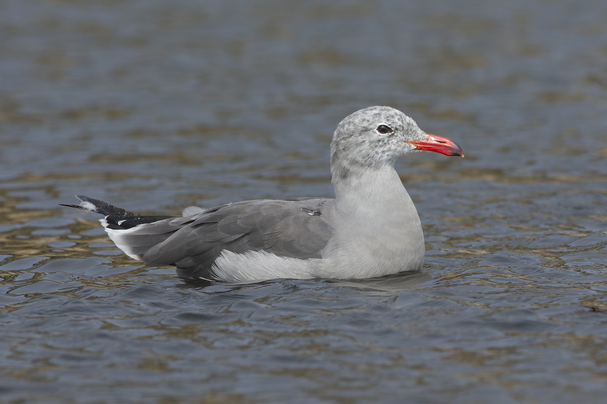 Heermann's Gull - ML650758030