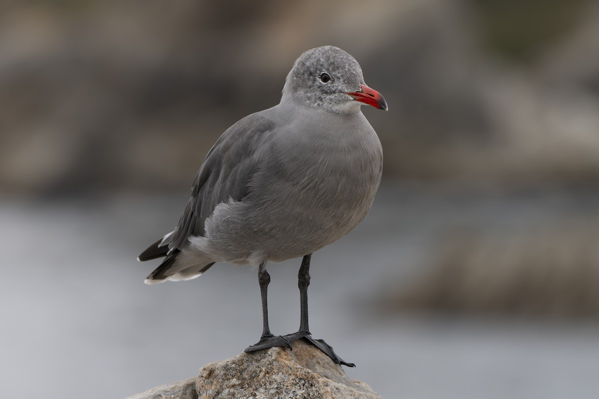 Heermann's Gull - ML650758105