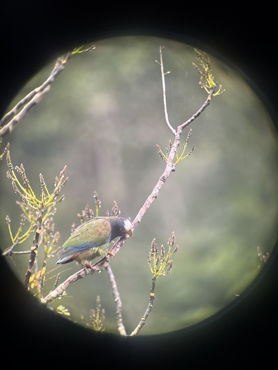 Pione à couronne blanche - ML650758351