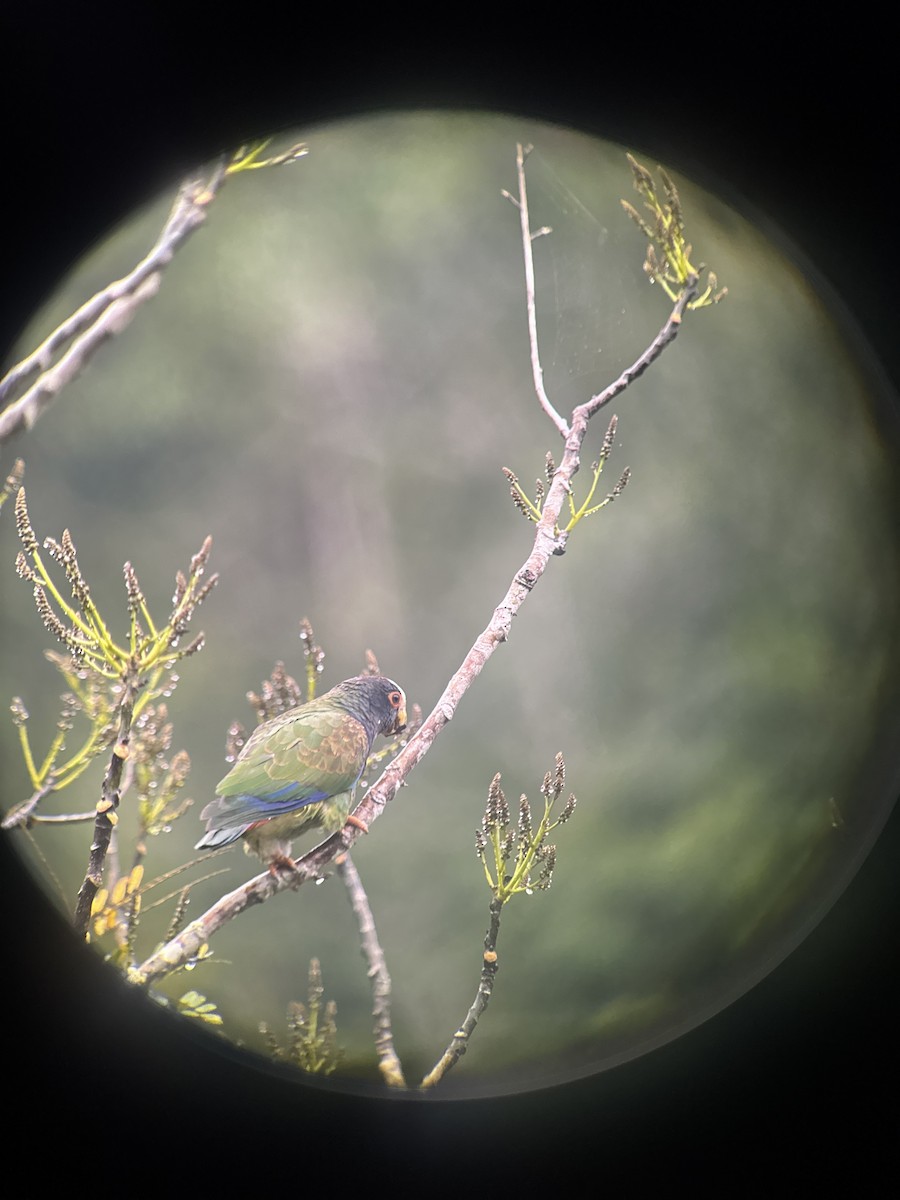 Pione à couronne blanche - ML650758352