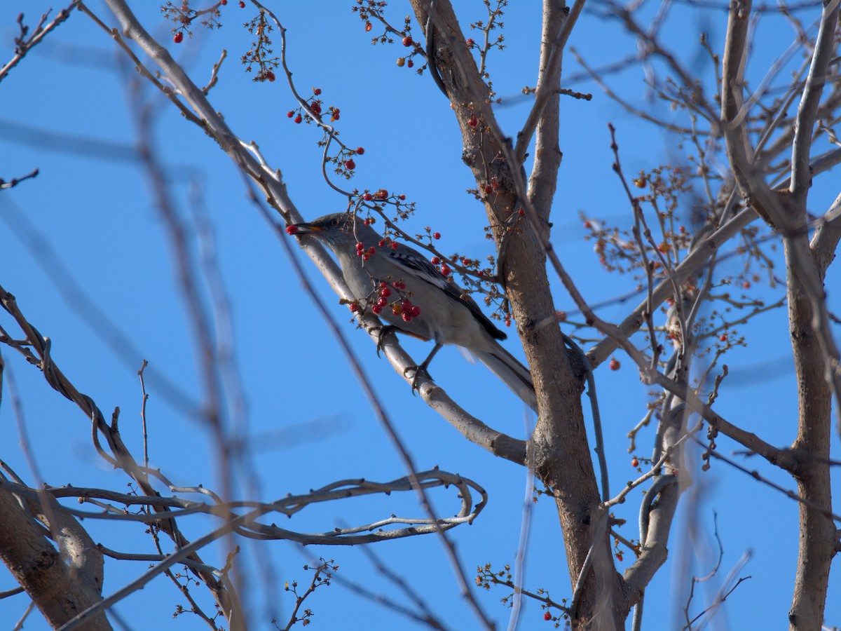 Sinsonte Norteño - ML650758397