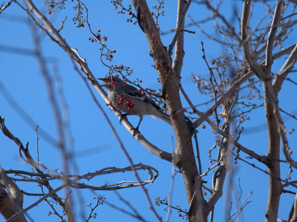 Sinsonte Norteño - ML650758415