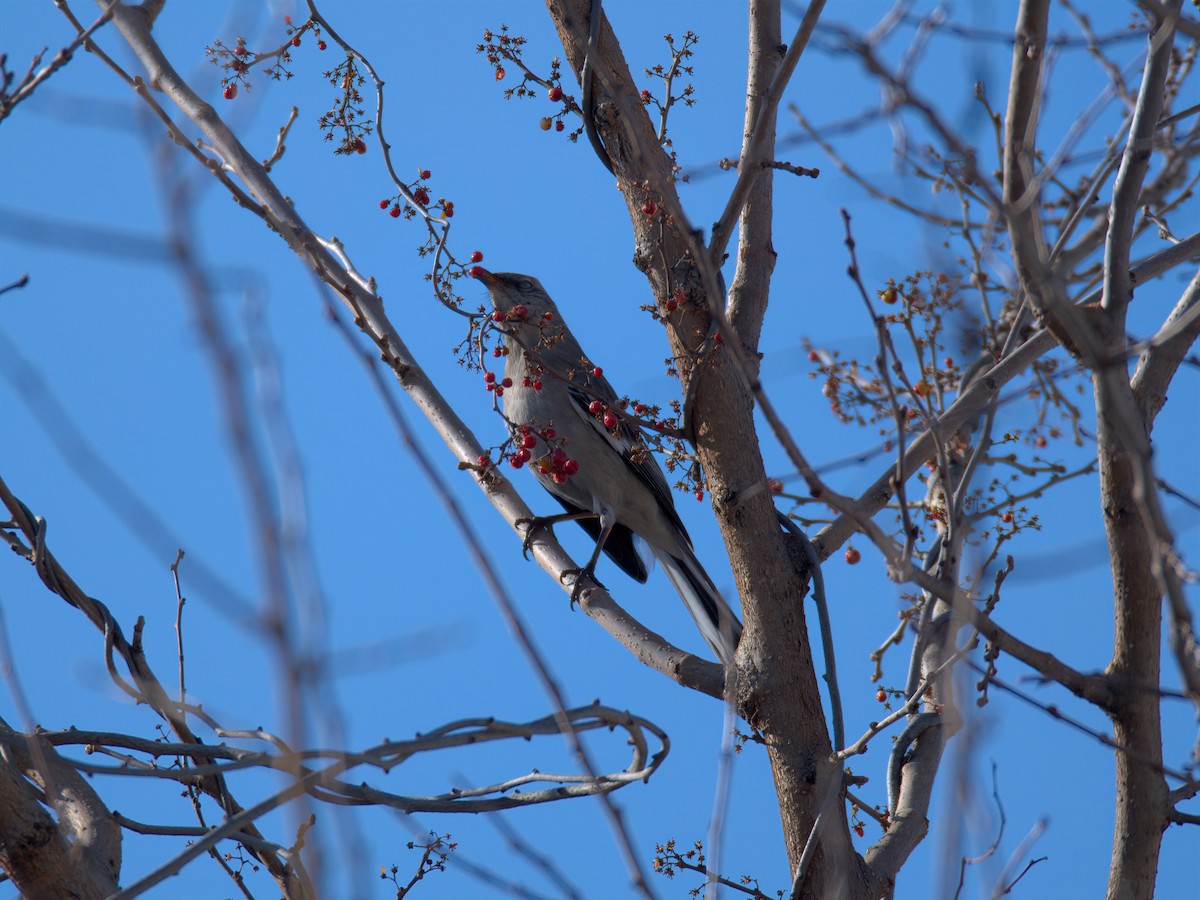 Sinsonte Norteño - ML650758430