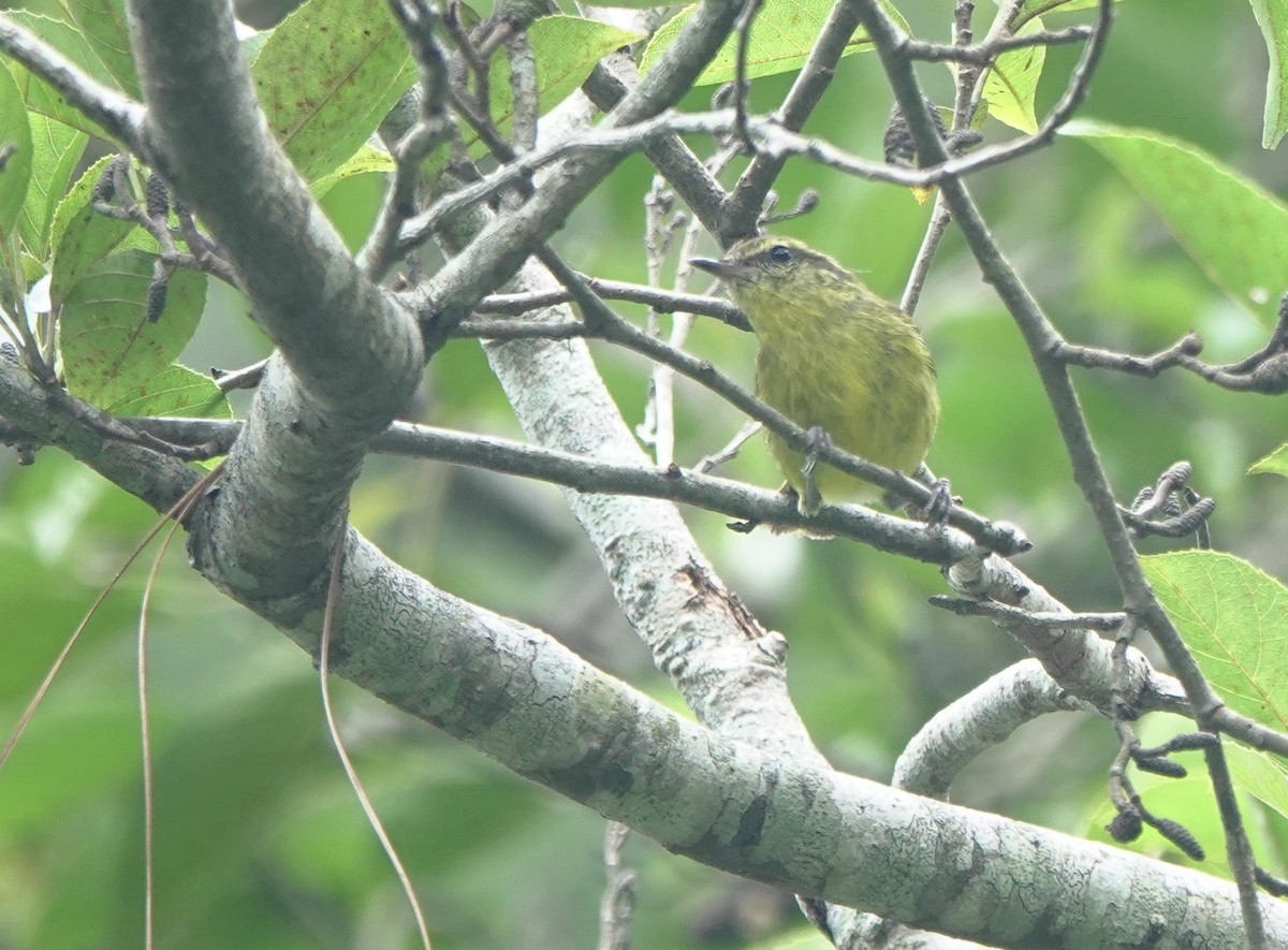 Negros Leaf Warbler - ML650758431