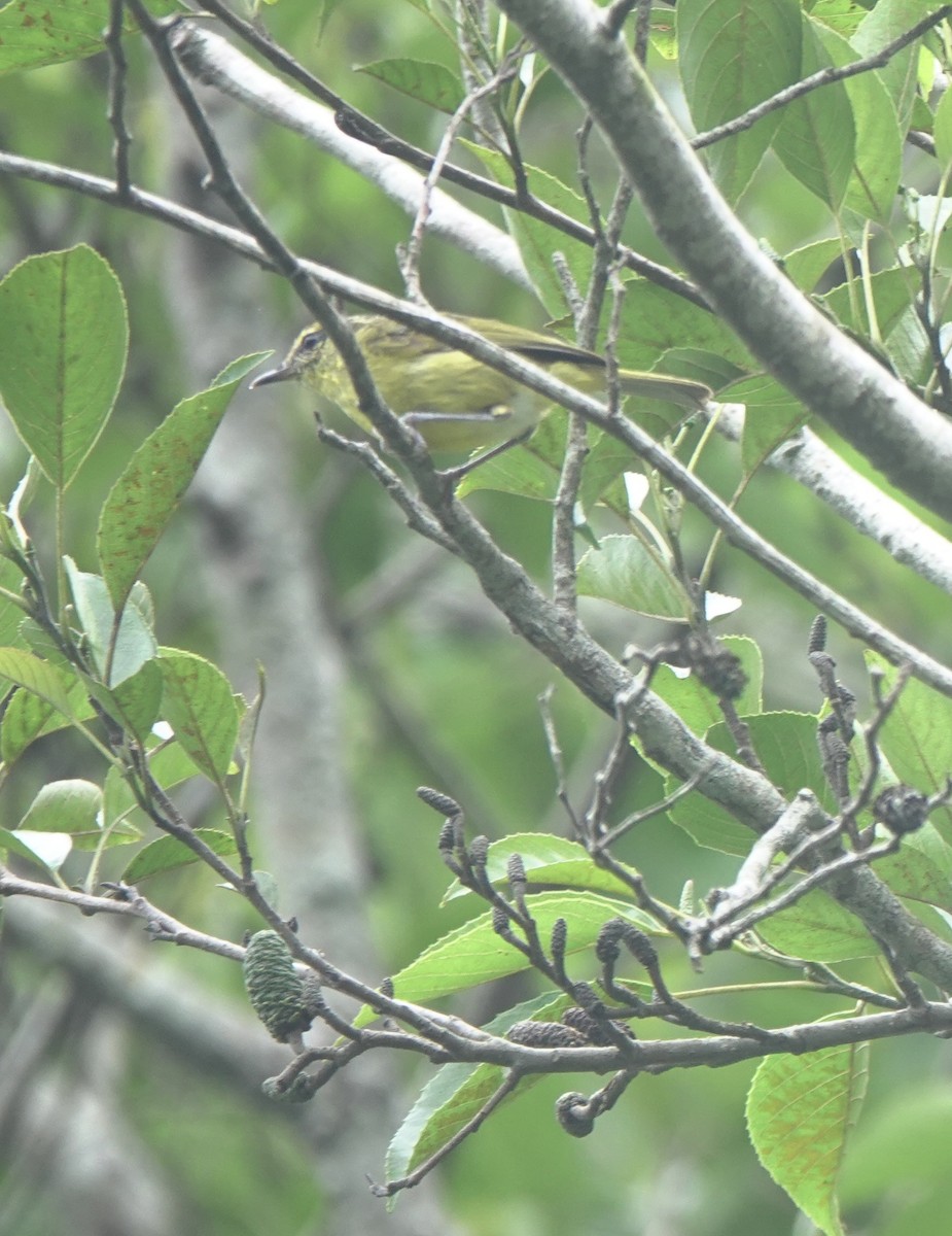 Negros Leaf Warbler - ML650758432