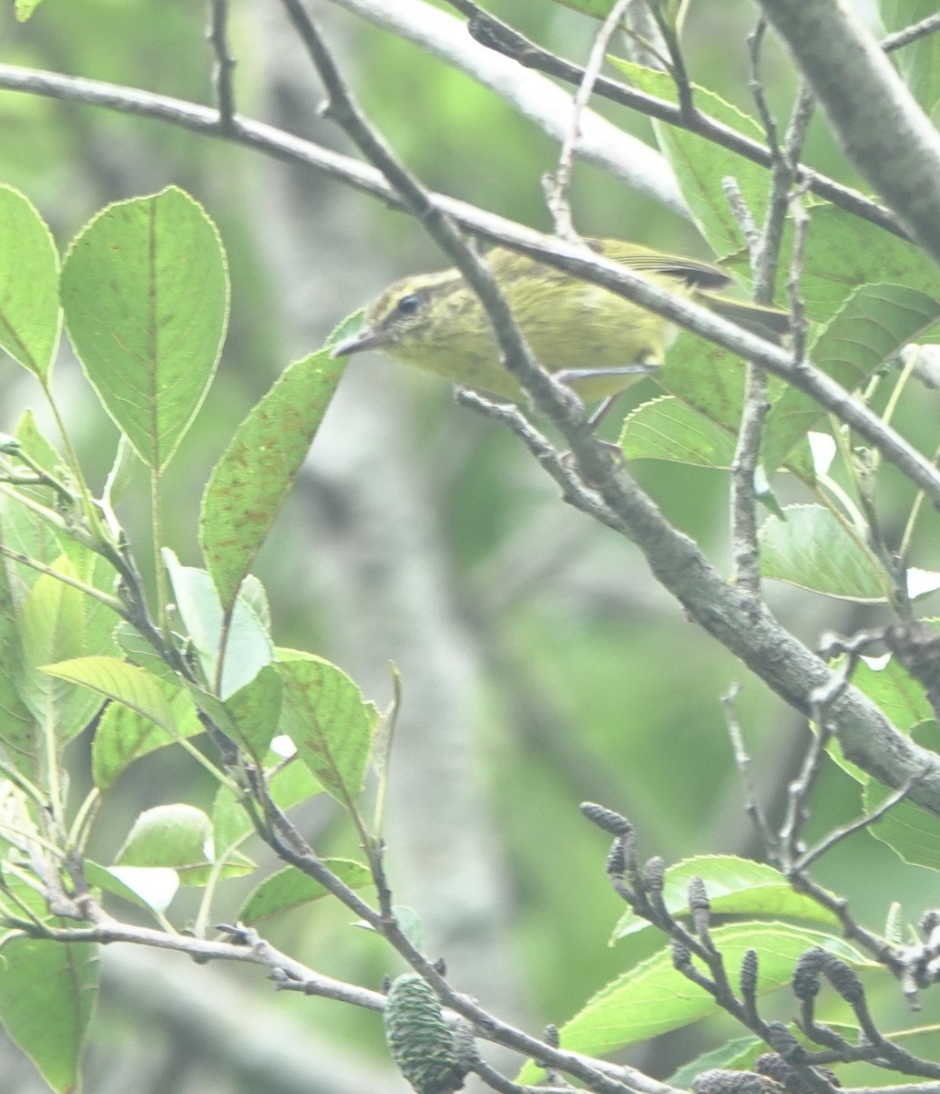Negros Leaf Warbler - ML650758433