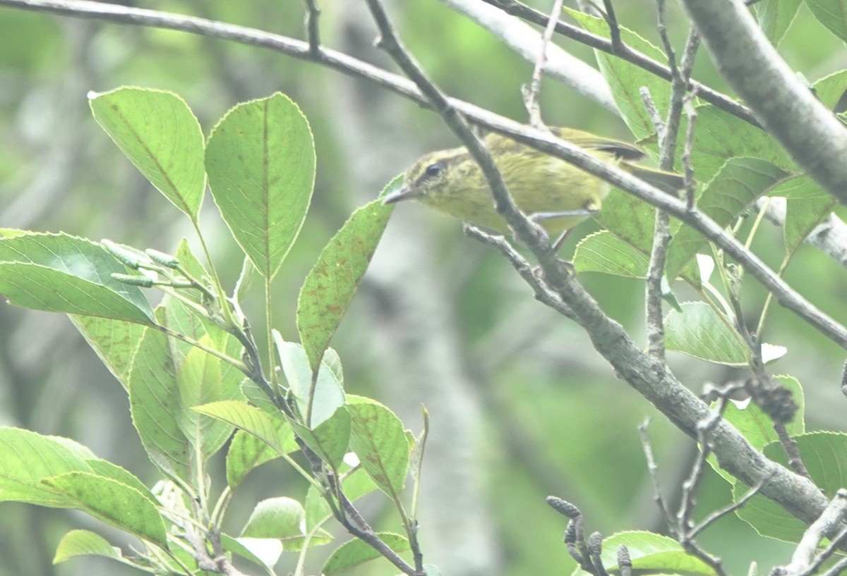 Negros Leaf Warbler - ML650758434