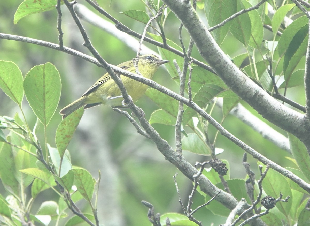 Negros Leaf Warbler - ML650758435