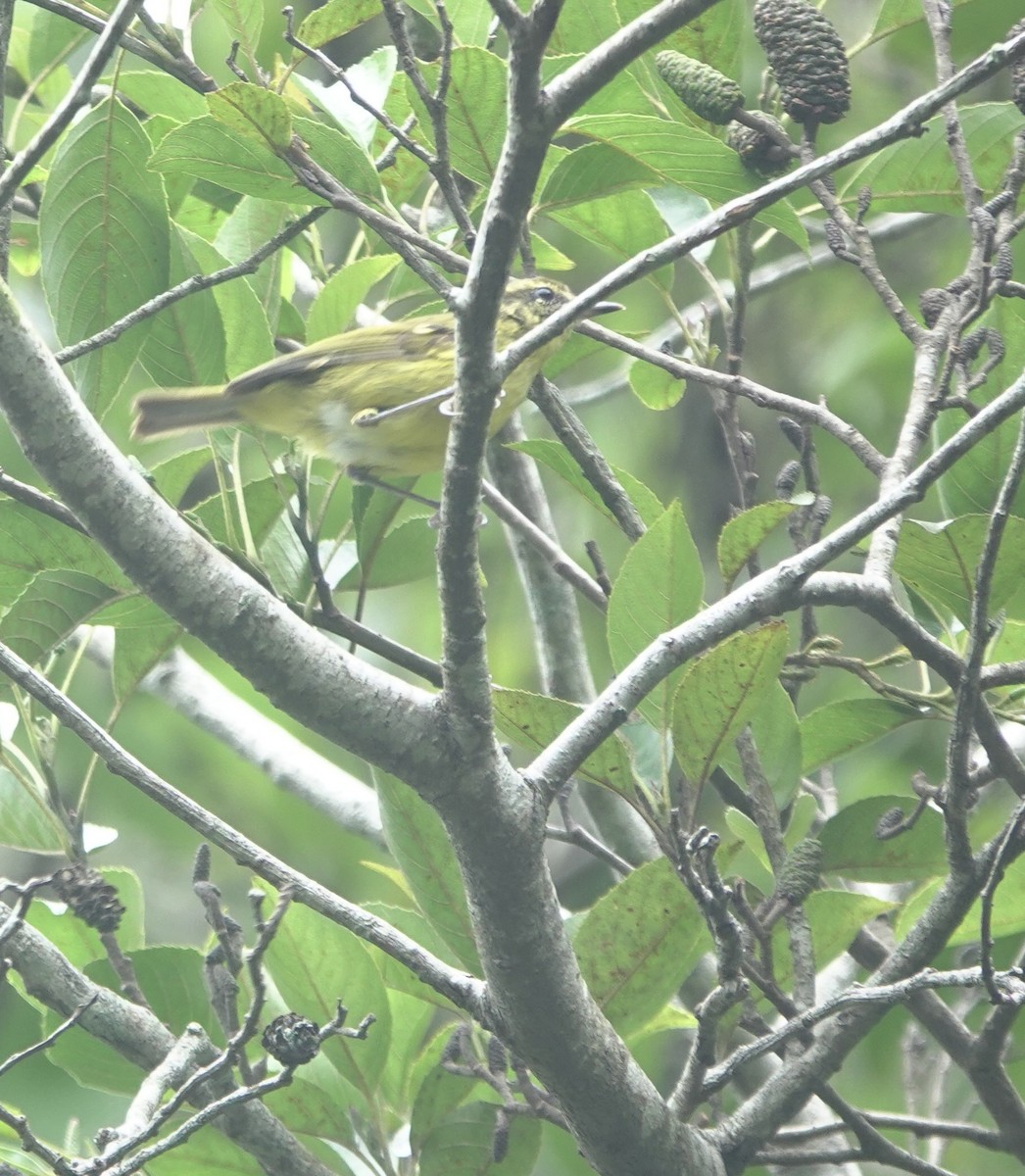 Negros Leaf Warbler - ML650758436