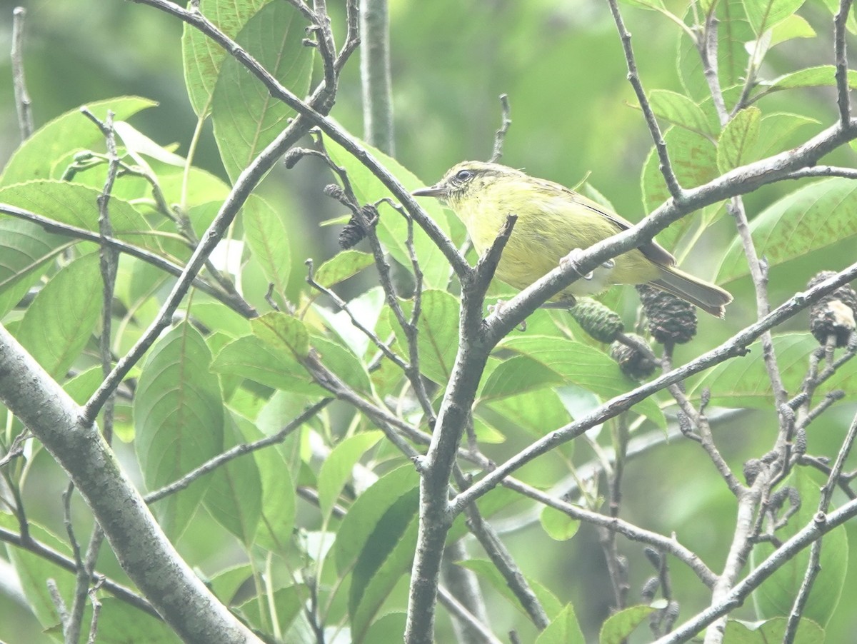 Negros Leaf Warbler - ML650758437