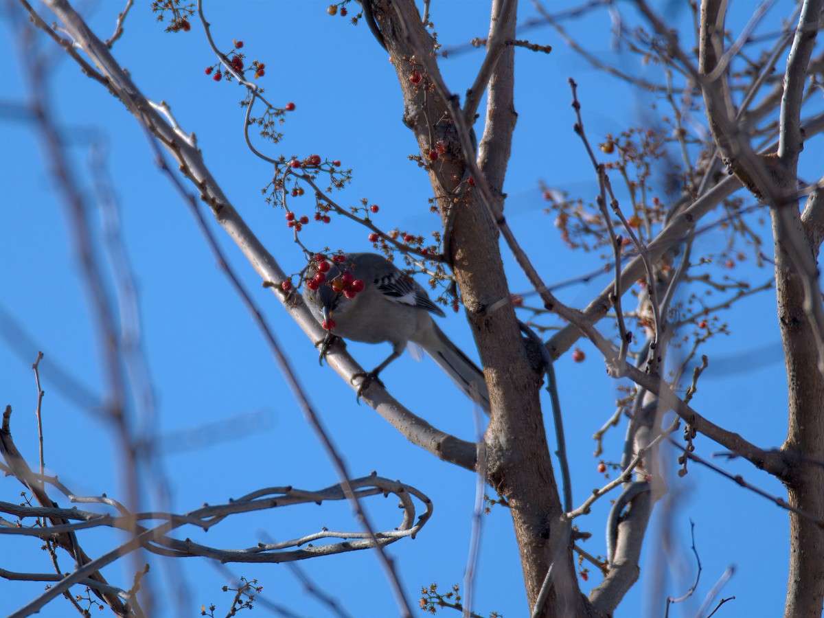 Sinsonte Norteño - ML650758456