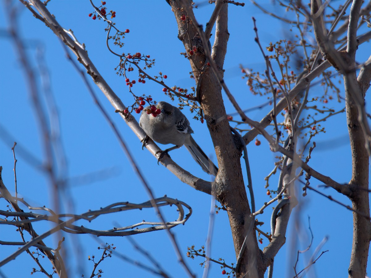 Sinsonte Norteño - ML650758497
