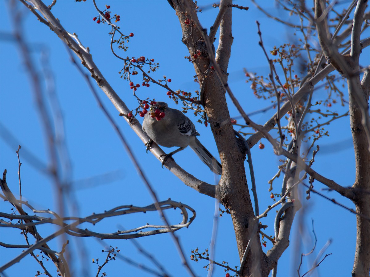 Sinsonte Norteño - ML650758527