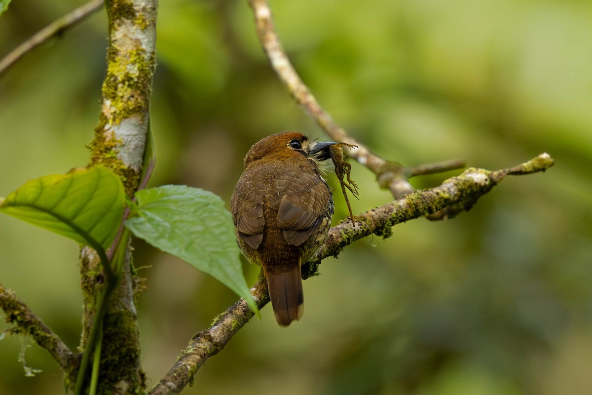 Lanceolated Monklet - ML650758572