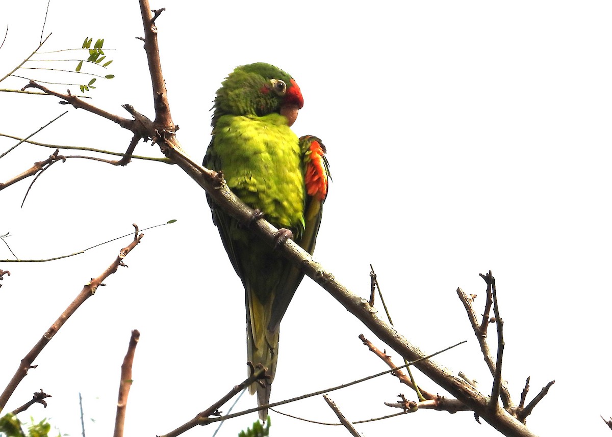 Crimson-fronted Parakeet - ML650758693