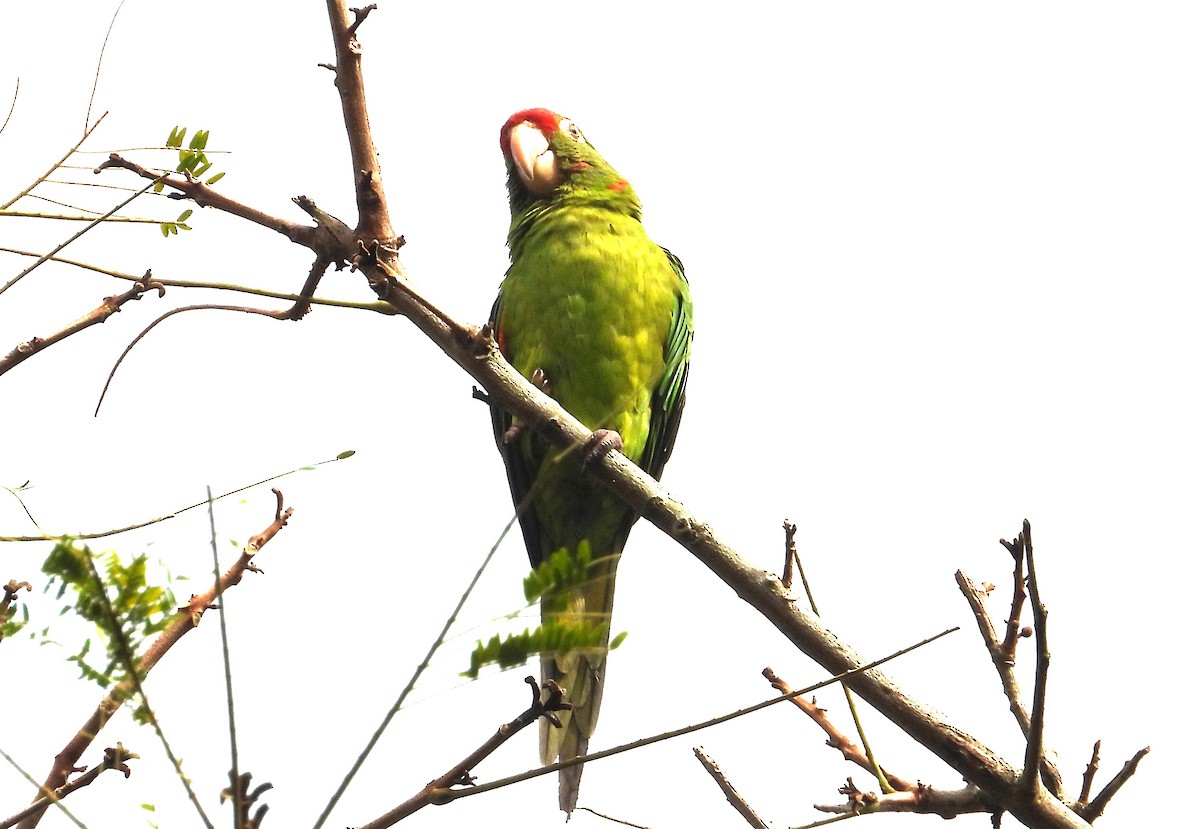 Crimson-fronted Parakeet - ML650758694