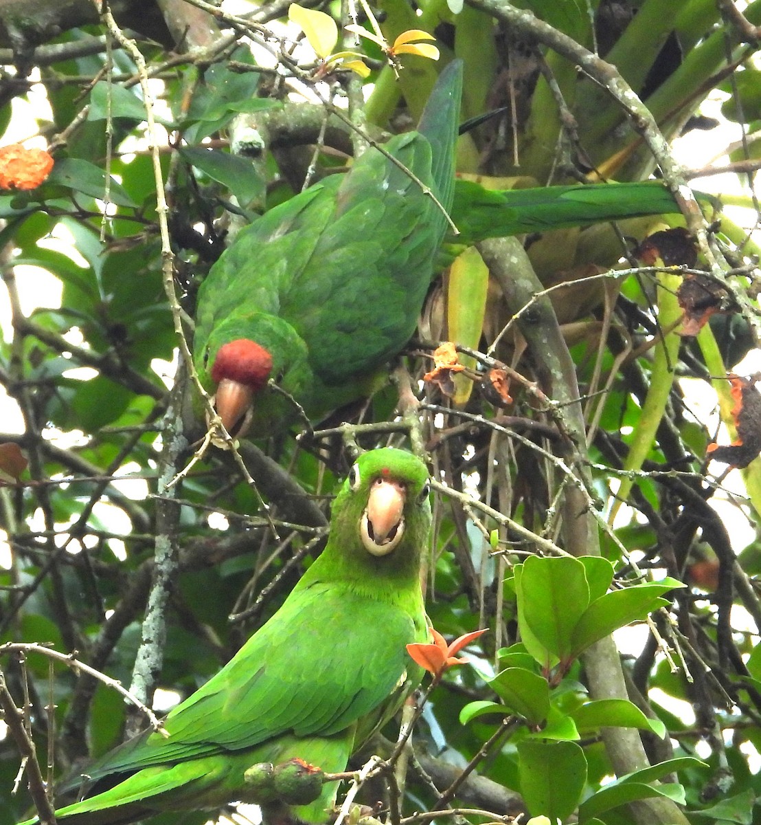 Crimson-fronted Parakeet - ML650758695