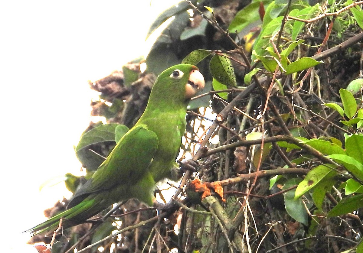 Crimson-fronted Parakeet - ML650758696