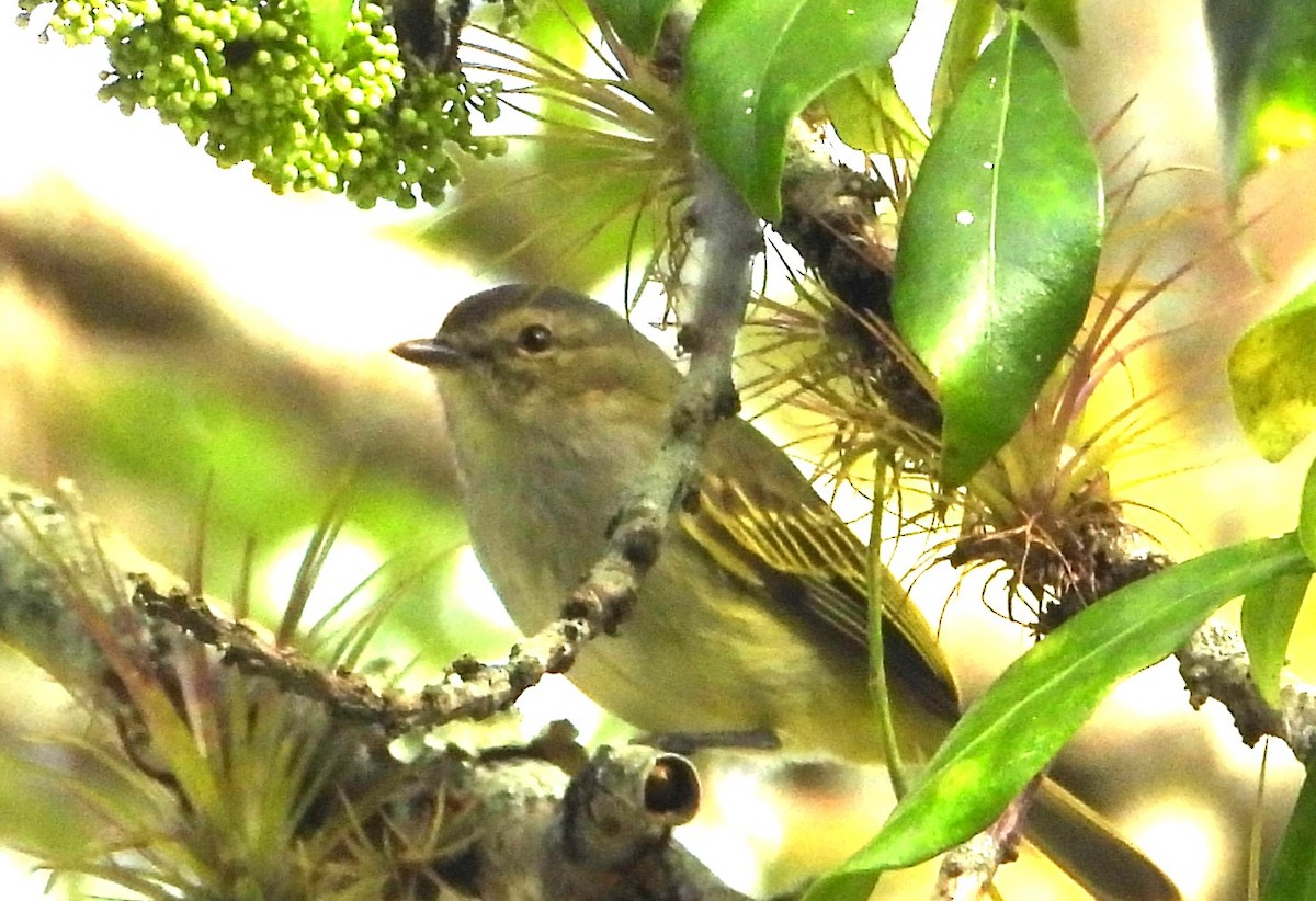 Mistletoe Tyrannulet - ML650758755